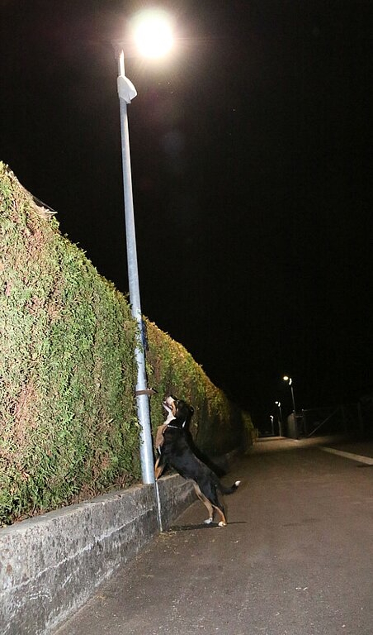 <em>Schlau: </em>Da kann Izmir lange einen Schalter suchen: Für Haustiere machen die dynamischen Strassenlampen die Wege nicht heller.Foto: Gini Minonzio