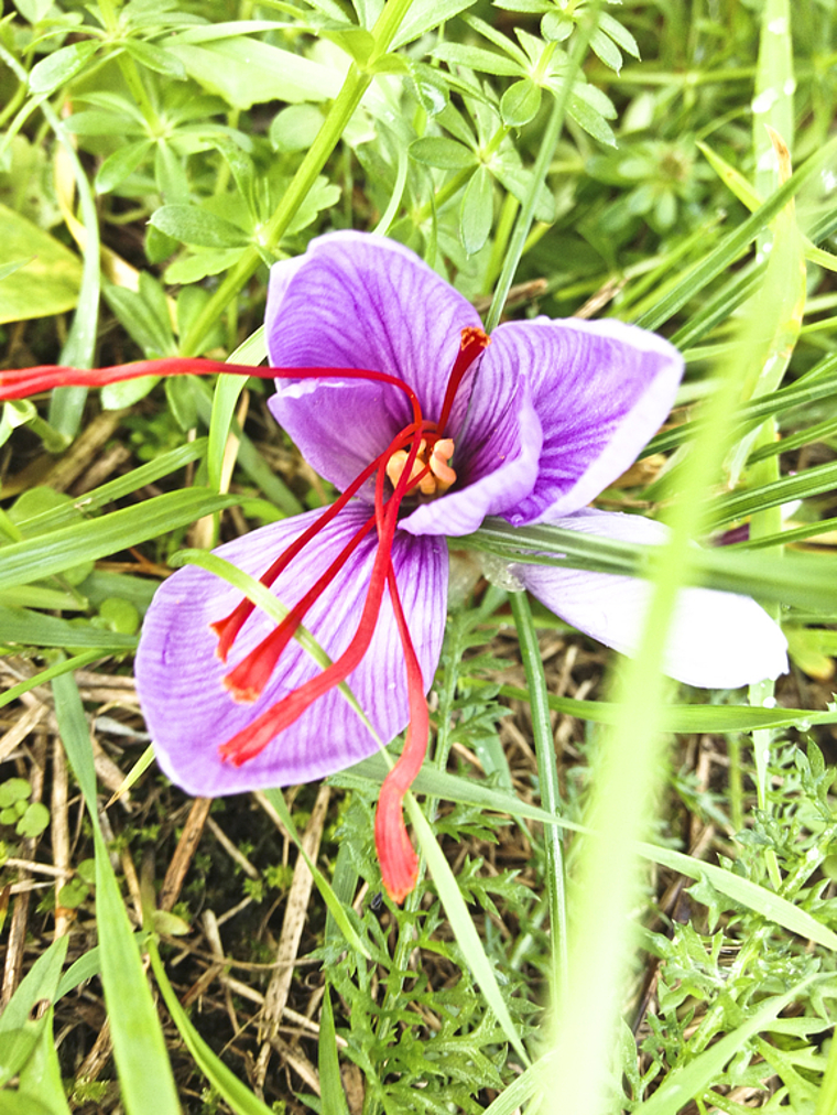 Dornacher Safran: Eine Blüte des letzten Jahres zeigt die charakterischen Stempelfäden.  Foto: ZVG
