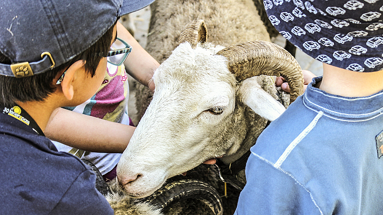 Freude und Wissen vermitteln, Begeisterung wecken: Zu Besuch bei den Schafen.  Foto: Axel Mannigel