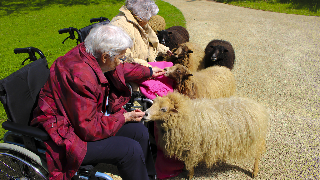 Freudige Emotionen: Menschen mit Demenz reagieren auf die Schafe positiv.