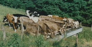 Rinder auf der Remelweid: Für den Sömmerungsbetrieb wird ein Nachfolger gesucht. Foto: ZVG

