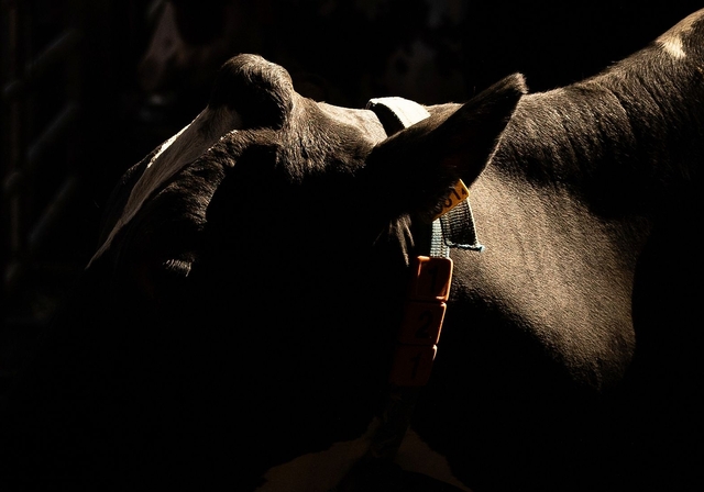 Verschiedene Rassen: Bei der schwarzgefleckten Holstein-Kuh steht die Milchproduktion im Vordergrund. Fotos: Katja Schmidlin