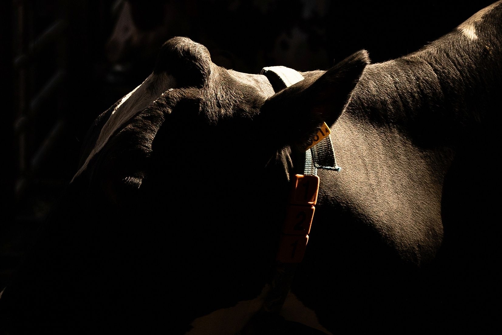 Verschiedene Rassen: Bei der schwarzgefleckten Holstein-Kuh steht die Milchproduktion im Vordergrund. Fotos: Katja Schmidlin