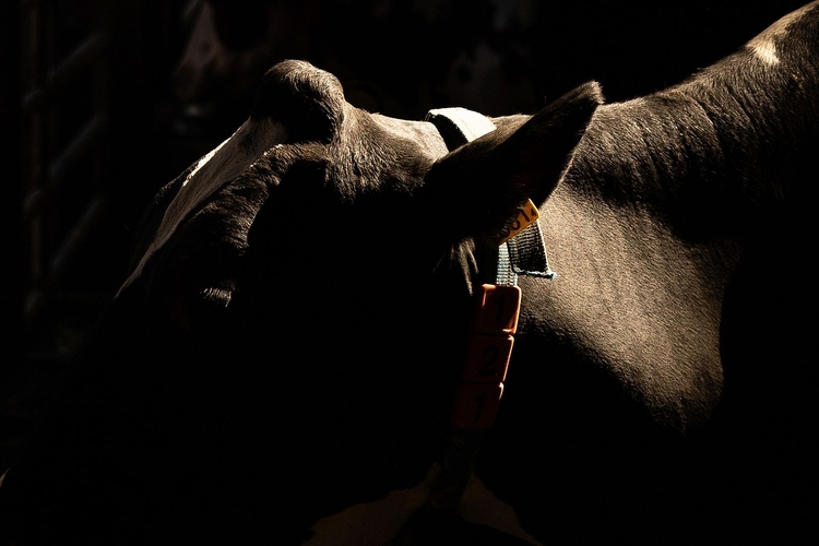 Verschiedene Rassen: Bei der schwarzgefleckten Holstein-Kuh steht die Milchproduktion im Vordergrund. Fotos: Katja Schmidlin
