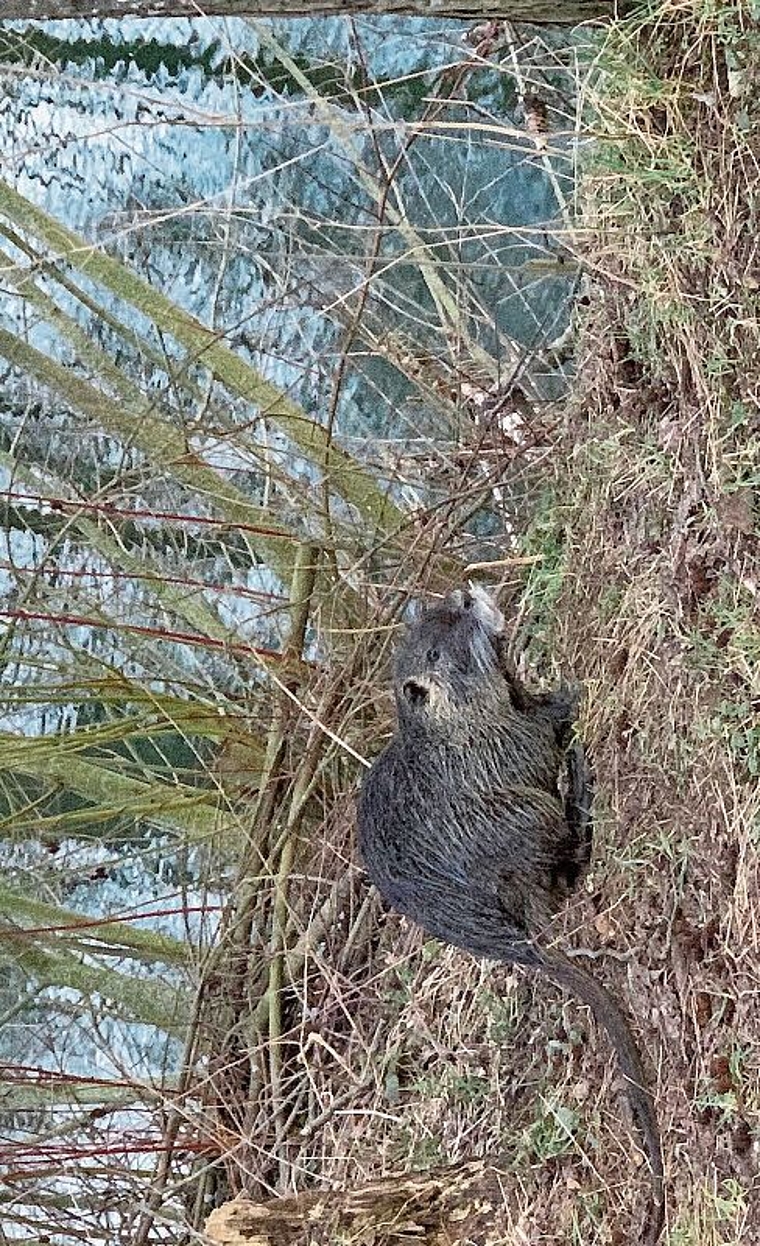 Gar nicht scheu: eine Nutria an der Birs. Foto: ZVG / Shkelzen Bedzeti