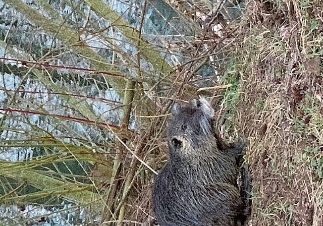 Gar nicht scheu: eine Nutria an der Birs. Foto: ZVG / Shkelzen Bedzeti