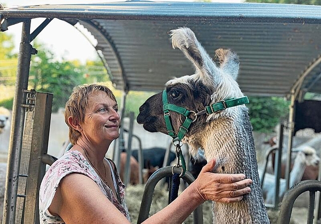 Feiner Umgang: Daniela Tschaggelar mit dem 7-jährigen Lamawallach Kalim. Foto: Bea Asper