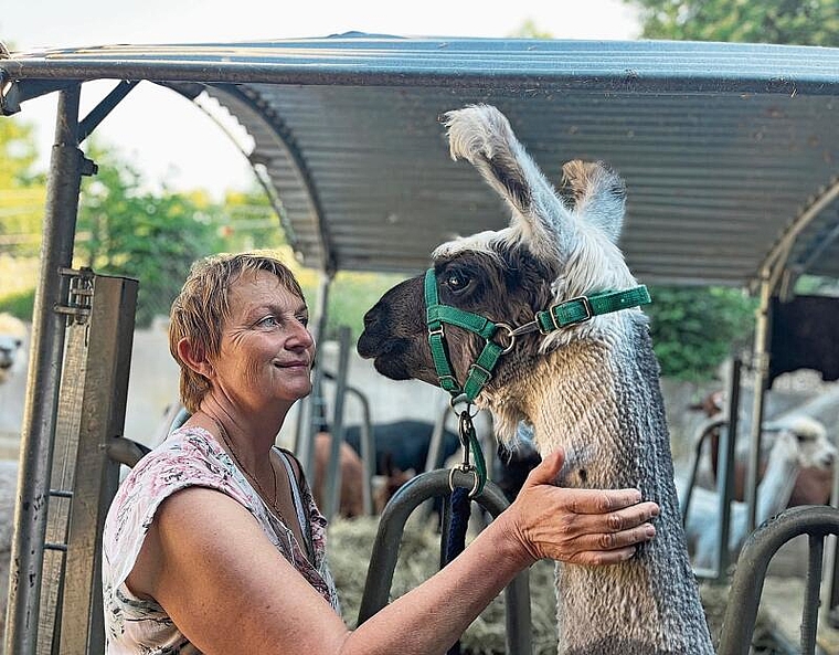 Feiner Umgang: Daniela Tschaggelar mit dem 7-jährigen Lamawallach Kalim. Foto: Bea Asper