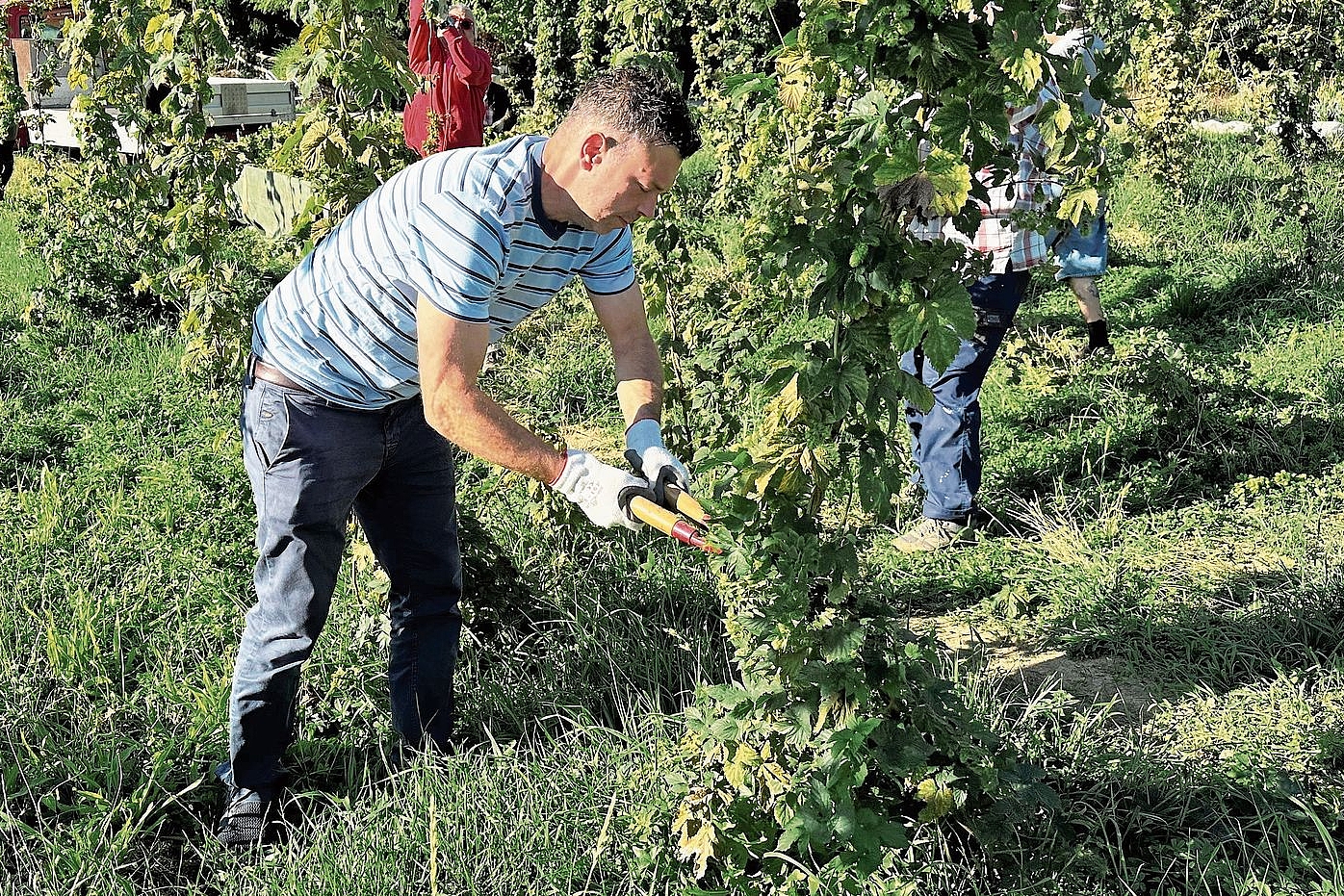 Freiwillige im Einsatz: Der Hopfen wird von Hand geerntet. Fotos: ZVG Freiwillige im Einsatz: Der Hopfen wird von Hand geerntet. Fotos: ZVG