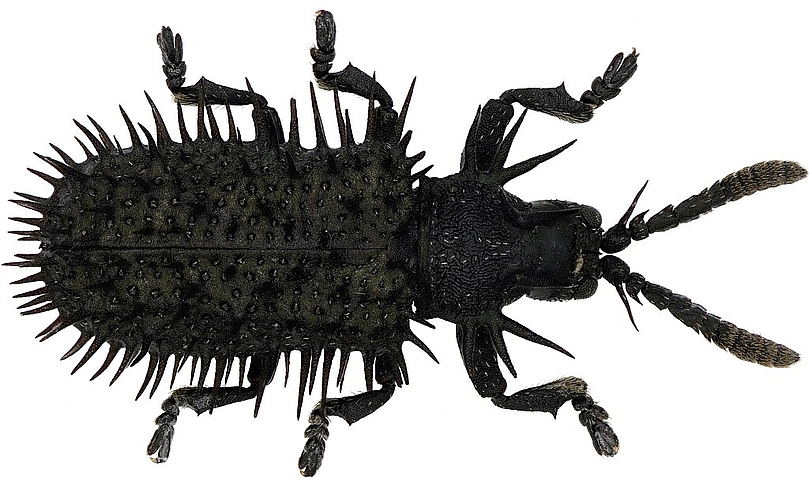 Gruselig und faszinierend zugleich: Der Schwarze Stachelkäfer ist glücklicherweise nur drei Millimeter gross. Foto: Matthias Borer
