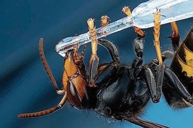 Asiatische Hornisse: Ihre Sichtung soll auf www.asiatischehornisse.ch gemeldet werden. Foto: zvg