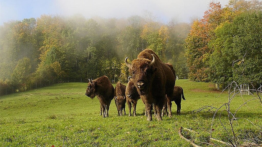 Mächtige Wiederkäuer: Wisenten im Wildnispark Zürich Langenberg. Foto: zvg 
