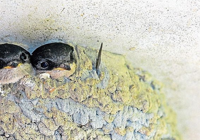 Unter Druck: Mehlschwalben haben Mühe, geeignete Nistplätze zu finden. Foto: Pixabay
