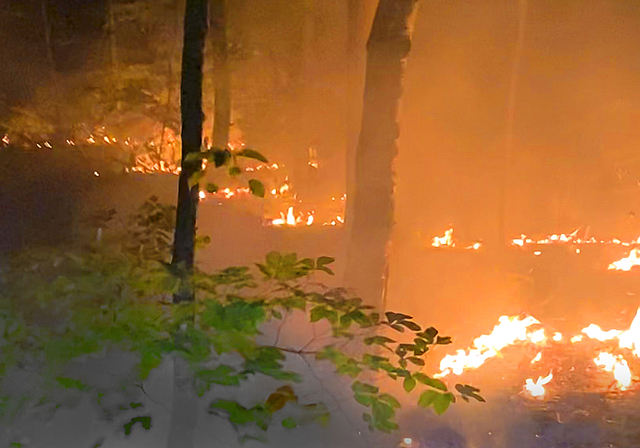 Bodenbrand im Arlesheimer Wald: Die Ursache für das Feuer konnte noch nicht gefunden werden.  Foto: Polizei Basel-Landschaft/ZVG