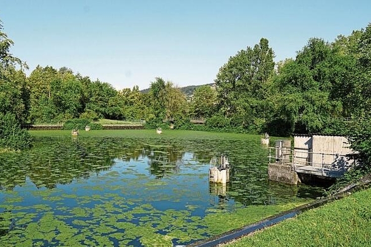 Klares Wasser für Aesch: Mit der Grundwasseranreicherungsanlage wird die Trinkwassergewinnung auch in Trockenzeiten sichergestellt.