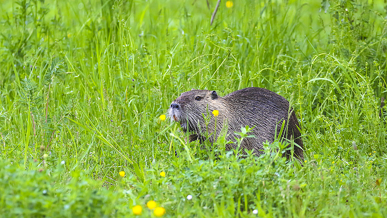 Putzige Gäste: Aktuell wohnt eine Nutria-Familie mit ihren Jungen im Park im Grünen. Foto: ZVG / Andreas Meier