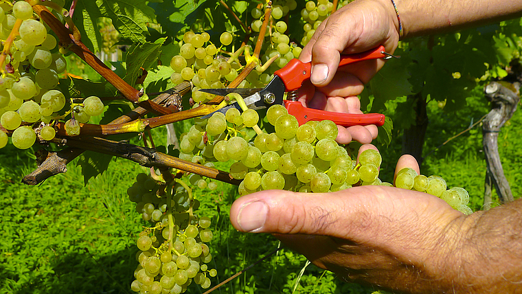 Pralle Beeren: Dieser Anblick einer Riesling-Sylvaner-Rebe lässt das Herz eines jeden Winzers höherschlagen.  Foto: Milos Mihajlovic