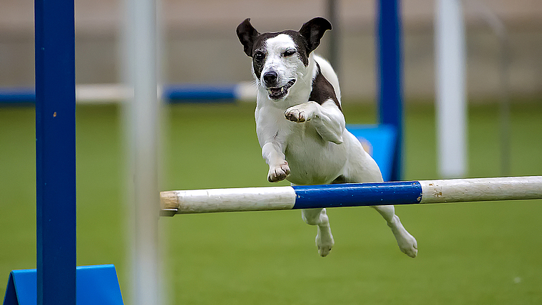 Voller Einsatz auch von den Kleinsten: Am Wochenende ist die Fiechtenhalle das nationale Agility-Zentrum. Foto: ZVG/hunde-fotoshooting.ch