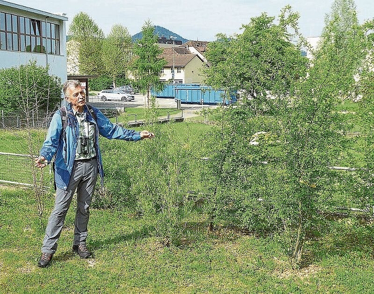 Für die Natur: «Hecken brauchen Geduld», führte Josef Borer aus; sie seien aber ein wichtiger Rückzugsort für Insekten und Vögel. Foto: Thomas Immoos