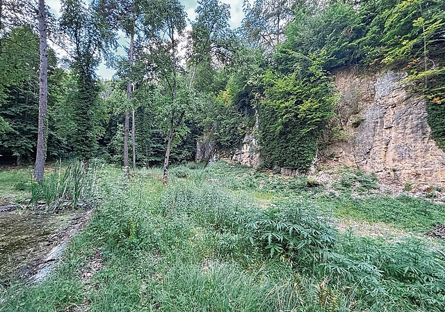 Wertvoller Rückzugsort für die lokale Flora und Fauna: Das Naturschutzgebiet Winterhalle, das vonder Forstbetriebsgemeinschaft Arlesheim-Münchenstein gepflegt wird. Foto: Caspar Reimer