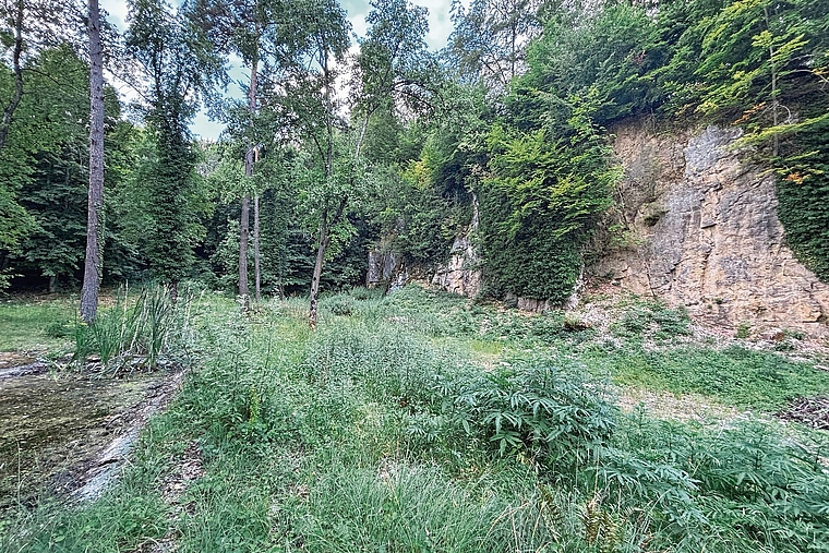 Wertvoller Rückzugsort für die lokale Flora und Fauna: Das Naturschutzgebiet Winterhalle, das vonder Forstbetriebsgemeinschaft Arlesheim-Münchenstein gepflegt wird. Foto: Caspar Reimer