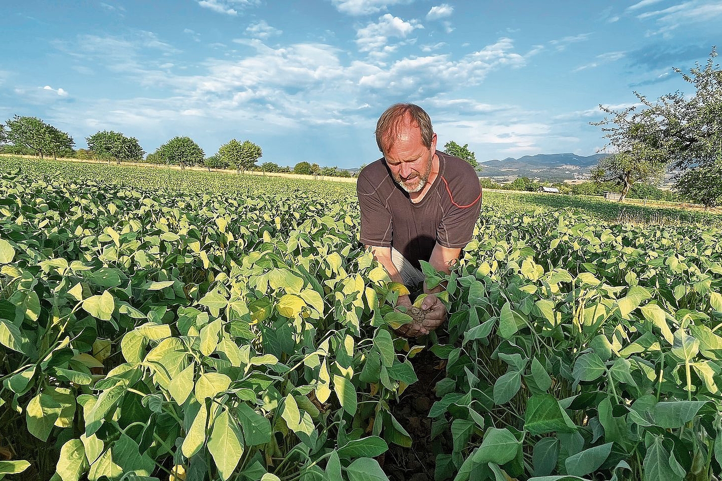Praktiziert die Dammkultur: Landwirt Ruedi Jermann aus Dittingen in einer Sojabohnen-Kultur. Praktiziert die Dammkultur: Landwirt Ruedi Jermann aus Dittingen in einer Sojabohnen-Kultur.