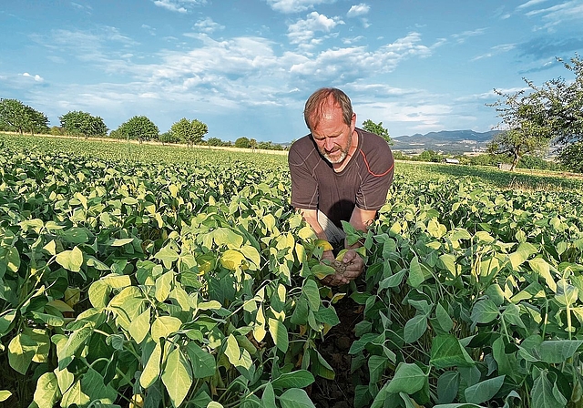 Praktiziert die Dammkultur: Landwirt Ruedi Jermann aus Dittingen in einer Sojabohnen-Kultur. 