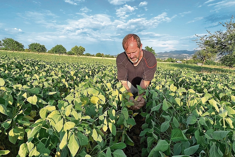 Praktiziert die Dammkultur: Landwirt Ruedi Jermann aus Dittingen in einer Sojabohnen-Kultur. Praktiziert die Dammkultur: Landwirt Ruedi Jermann aus Dittingen in einer Sojabohnen-Kultur.