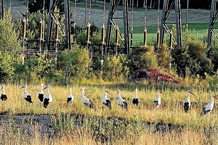 Bodenmätteli: Die Störche von Brislach auf der Suche nach Nahrung. Foto: JEKATERINA BIELI