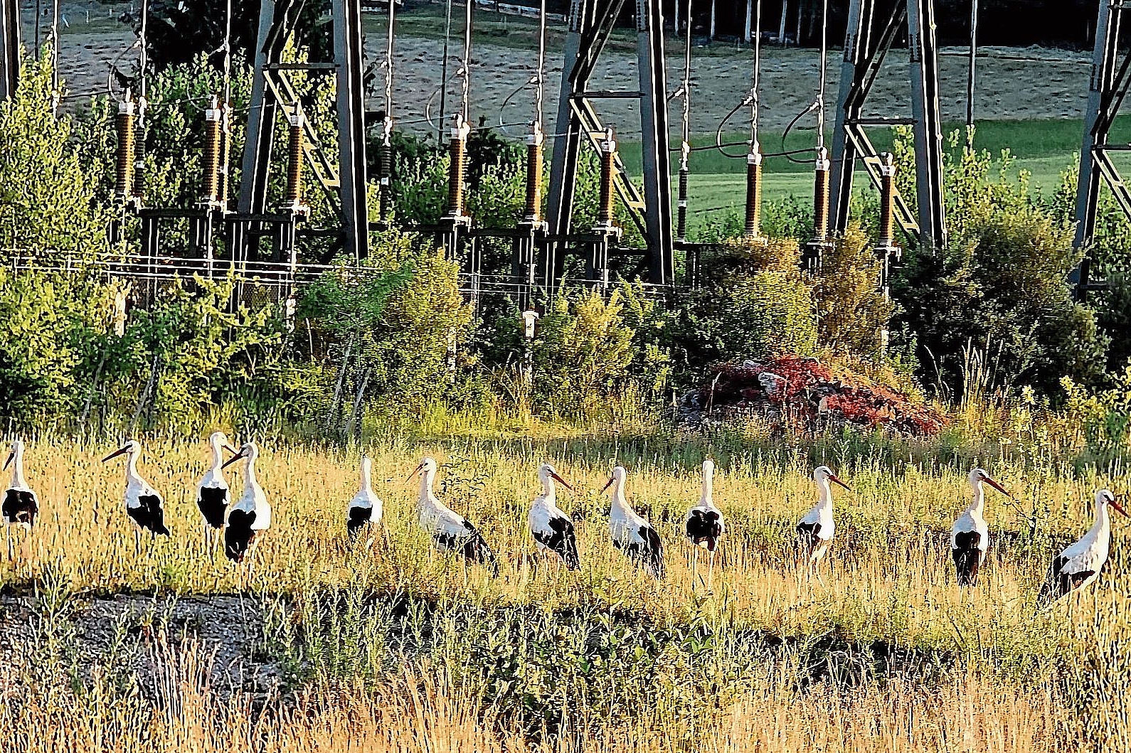 Bodenmätteli: Die Störche von Brislach auf der Suche nach Nahrung. Foto: JEKATERINA BIELI
