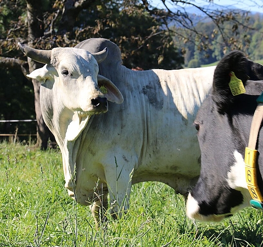 <em>Widerstandsfähige Rasse: </em>Der Brahman-Bulle verträgt auch hohe Hitze sehr gut.<em/>
