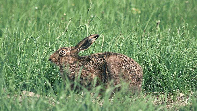 Scheu und gefährdet: Die Hasenpopulation zwischen Aesch und Reinach hat sich etwas erholt.  Foto: ZVG