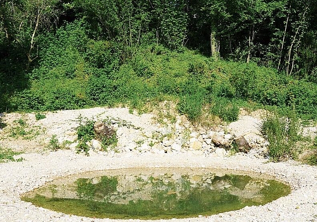 Noch kahl: Die Pfanzen um den Weiher werden in den kommenden Wochen noch wachsen (Bild links). 
Der Natur- und Vogelschutzverein hat ein Schwalbenhotel aufgestellt (Bild rechts). Fotos: Tobias Gfeller