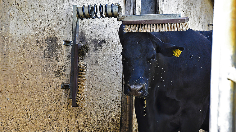 Wellness für die Kühe: Während der Genusstage Schwarzbubenland gibt es für Besucherinnen und Besucher Vieles über das Leben auf dem Bauernhof zu entdecken.  Foto: Bea Asper