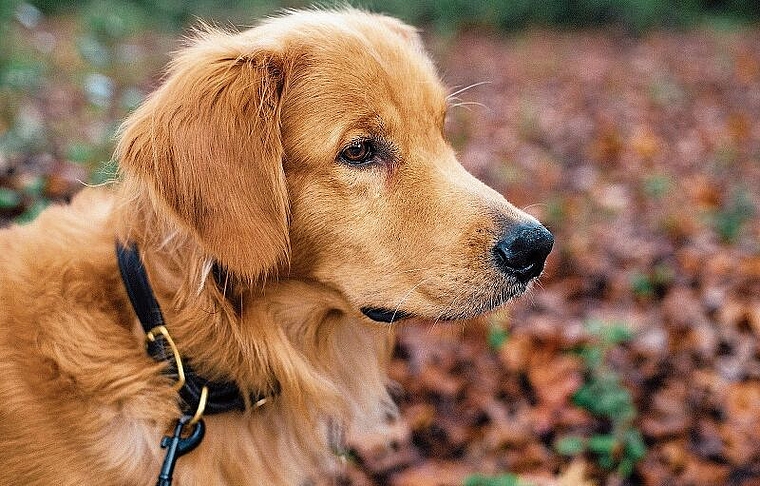 Zum Schutz der Wildtiere: Wer die Leinenpflicht missachtet, riskiert eine Busse. Foto: Pixabay.com