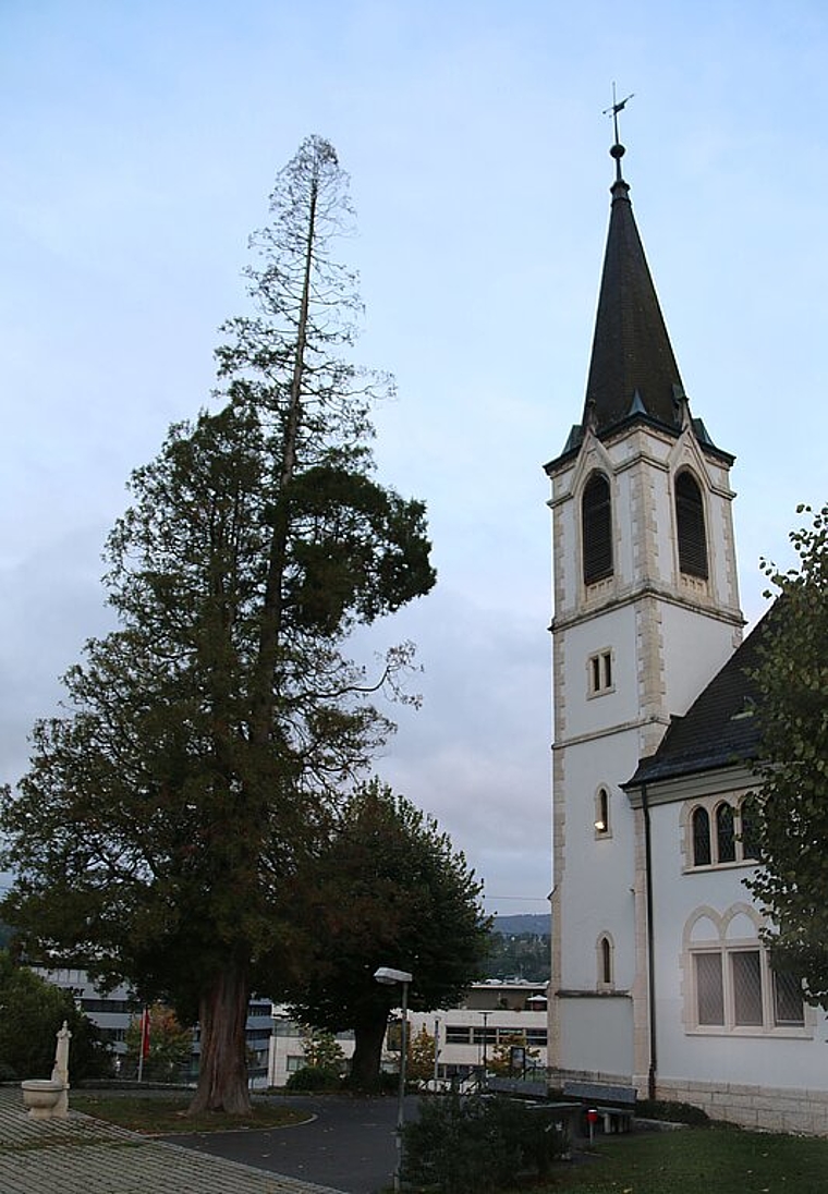 <em>Krank: </em>Die Tage der alten Thuja neben der Reformierten Kirche in Laufen sind schon bald gezählt. <em>Foto: Melanie Brêchet</em>