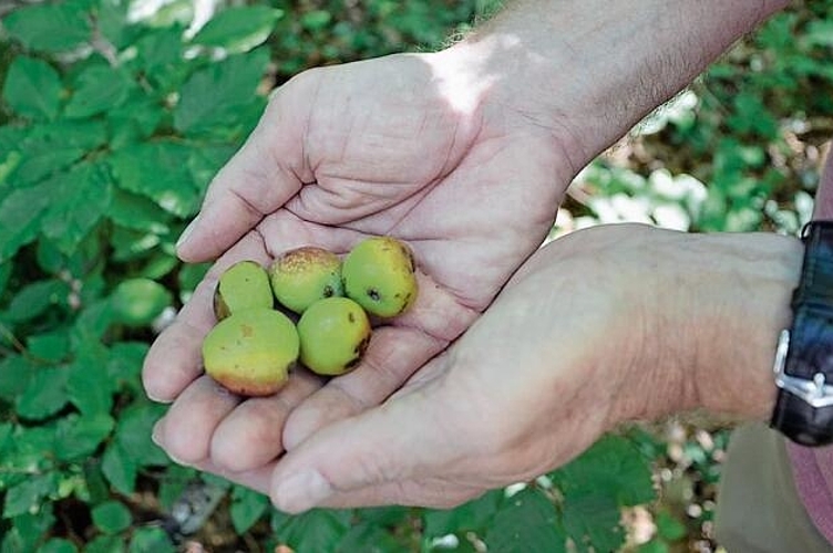 Runde Sache: Der Speierling trägt kleine, apfelähnliche Früchte. Foto: Mirjam Sinniger