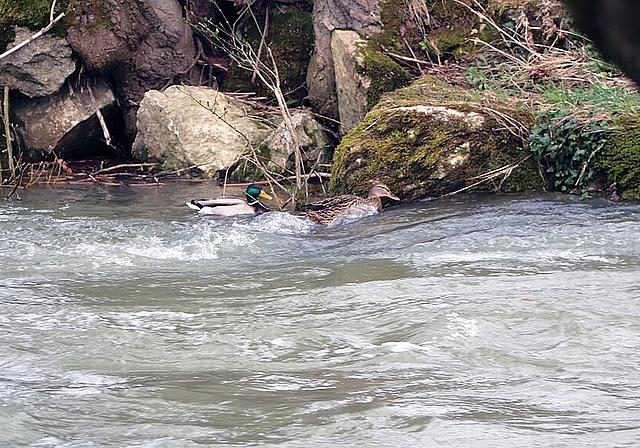 Ruhiges Wasser: Krebse machen es wie diese Enten. Sie halten sich gern bei Felsbrocken und Wurzeln auf, wo das Wasser nicht so wild ist. Foto: Gini Minonzio 