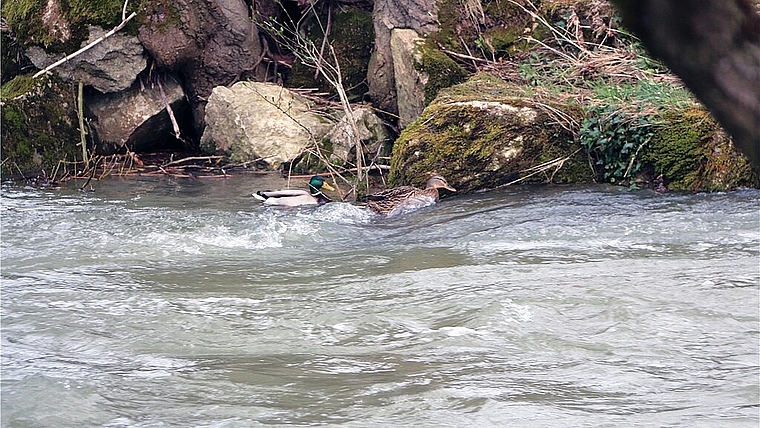 Ruhiges Wasser: Krebse machen es wie diese Enten. Sie halten sich gern bei Felsbrocken und Wurzeln auf, wo das Wasser nicht so wild ist. Foto: Gini Minonzio
