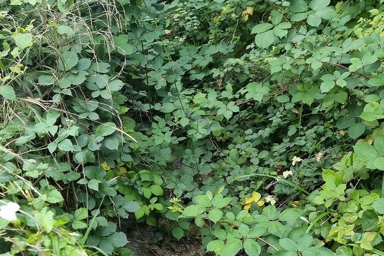 Sanierung: Das Bächlein ist hier ziemlich überwachsen. Foto: Fabia Maieroni