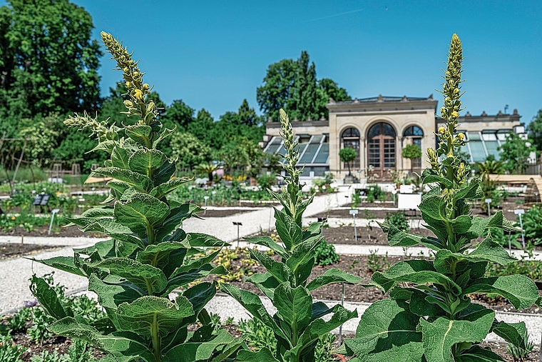 Wurde überarbeitet: Der Arzneipflanzengarten in den Merian Gärten. Foto: zvg/cms
