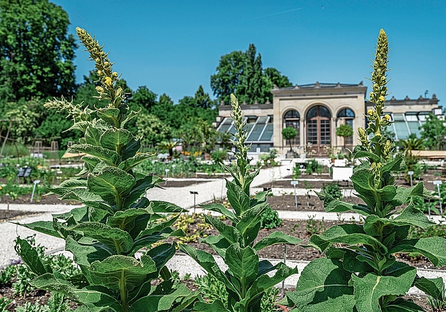 Wurde überarbeitet: Der Arzneipflanzengarten in den Merian Gärten. Foto: zvg/cms