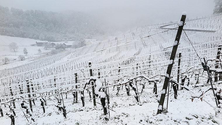 Zuerst erfroren, dann verschneit: Ein Blick in die Kluser Reben ergab gestern ein trauriges Bild. Foto: Edmondo Savoldelli