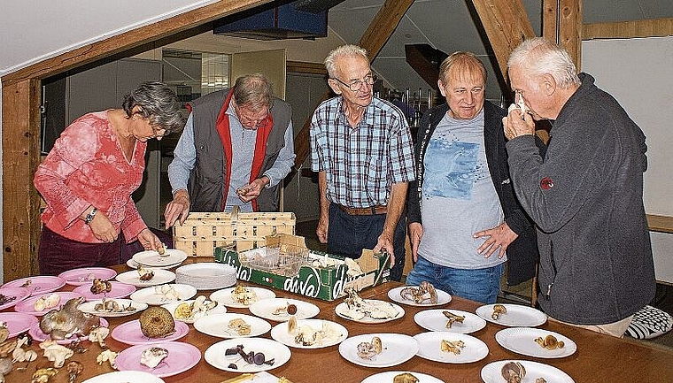 Pilzexperten überprüfen das Sammelgut: (v.l.) Pilzkontrolleurin Suzanne Lüthi, Pilzkontrolleure Kurt Minder und Walter Flück, Vereinspräsident Stefan Grun und Jugendverantwortlicher Claus Maler. Foto: Jürg Jeanloz