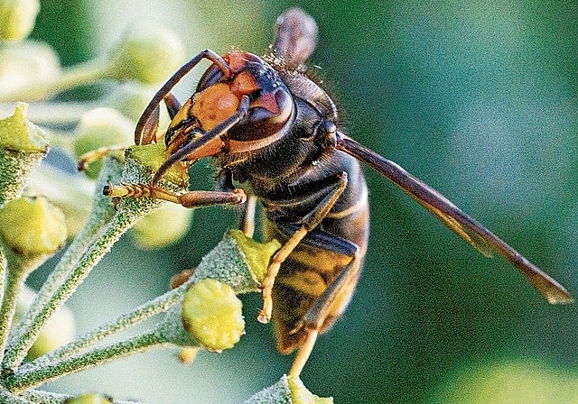 Allesfresserin: Die Asiatische Hornisse ernährt sich nicht nur von kohlenhydratreicher Nahrung wie Nektar, sondern auch von Bienen. Foto: Kanton BL/Claude Flückiger