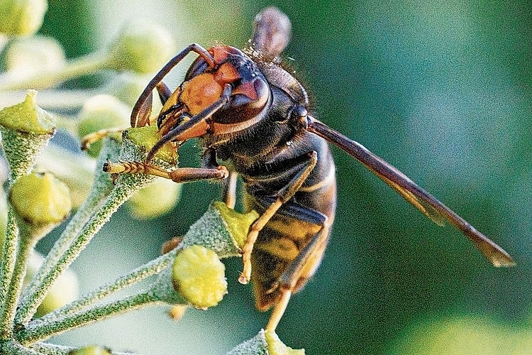 Allesfresserin: Die Asiatische Hornisse ernährt sich nicht nur von kohlenhydratreicher Nahrung wie Nektar, sondern auch von Bienen. Foto: Kanton BL/Claude Flückiger