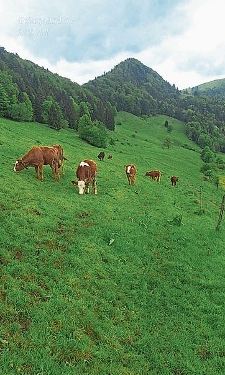 Wolfssichtung: Bei der Skihütte Hohe Winde wurde ein Wolf gesichtet. Den Bauern bereitet das Sorgen. Foto: zvg