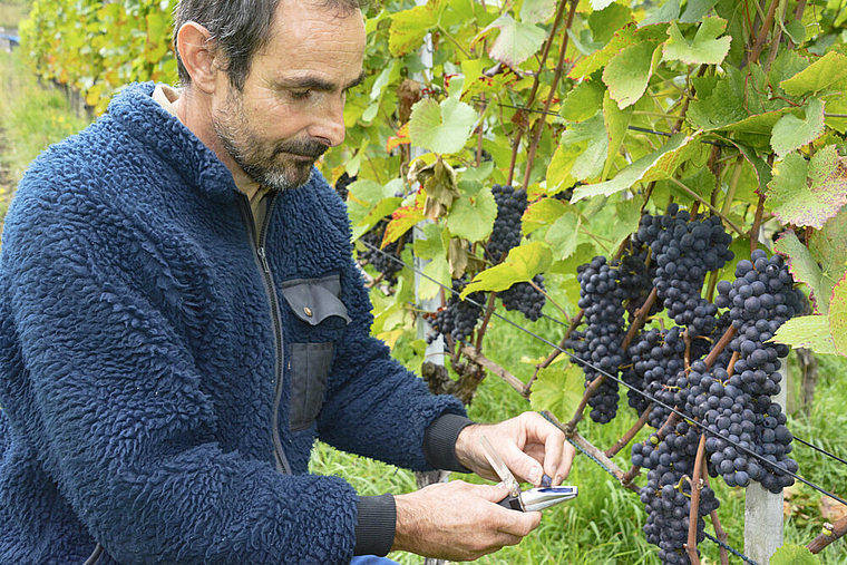 Qualitätsprüfung: Sorgfältig träufelt der Betriebsleiter des Tschäpperli, Ulrich Bänninger, Traubensaft auf die Messfläche des Refraktometers. Foto: Heiner Leuthardt