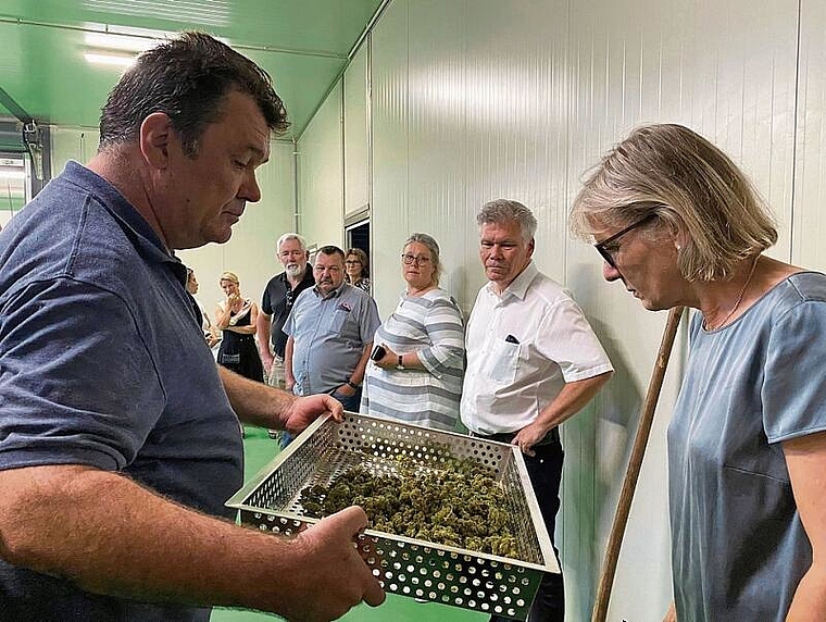 Betriebsbesichtigung: Ein Mitarbeiter zeigt Regierungsrätin Brigit Wyss geerntete Hanfblüten. Foto: Bea Asper