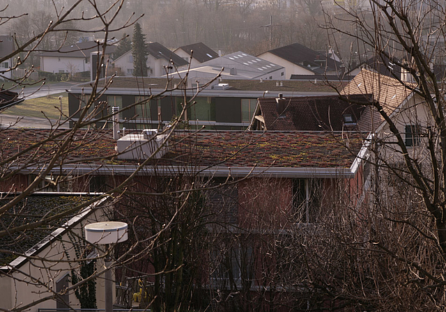 Neue Bauvorschrift: Bei Neu- und Anbauten müssen ungenutzte Flachdächer ab einer Fläche von 20 Quadratmetern begrünt werden.  Foto: Lukas Hausendorf